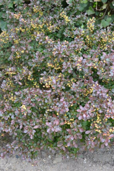 Berberis thunbergii 'Atropurpurea Nana' C3 30-40
