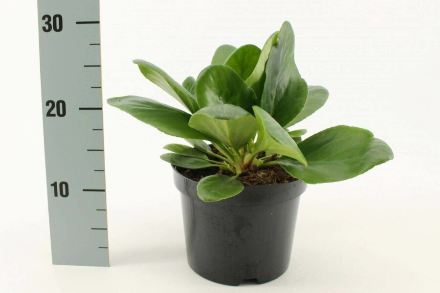 Schoenlappersplant Bergenia cordifolia 'Bressingham White' 10-15 Pot C2 Bergenia cordifolia 'Bressingham White'