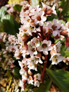 Schoenlappersplant Bergenia cordifolia 'Bressingham White' 5-10 Pot P9 Bergenia cordifolia 'Bressingham White'