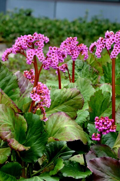 Schoenlappersplant Bergenia cordifolia 'Rotblum' 5-10 Pot P9 Bergenia cordifolia 'Rotblum'
