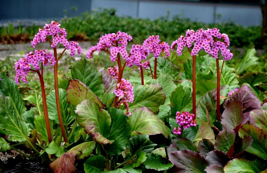 Schoenlappersplant Bergenia cordifolia 'Rotblum' 5-10 Pot P9 Bergenia cordifolia 'Rotblum'