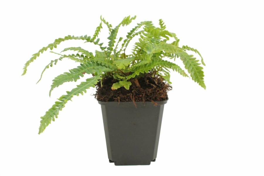 Dubbelloof varen Blechnum spicant 5-10 Pot P9 Blechnum spicant