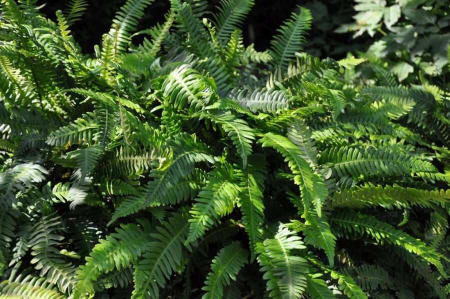 Dubbelloof varen Blechnum spicant 5-10 Pot P9 Blechnum spicant