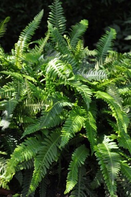 Dubbelloof varen Blechnum spicant 5-10 Pot P9 Blechnum spicant
