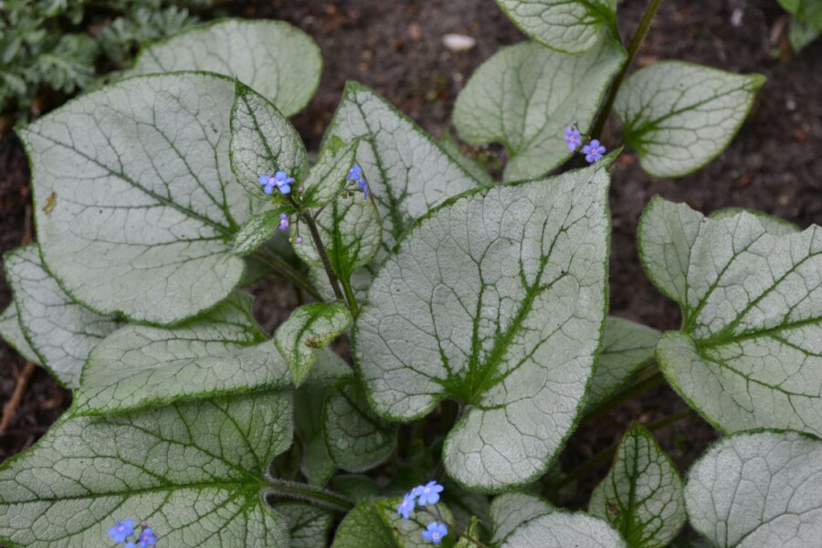 Kaukasisch vergeet-mij-nietje Brunnera macrophylla 'Jack Frost' 20-30 Pot C5 Brunnera macrophylla 'Jack Frost'