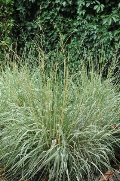 Pluimstruisriet Calamagrostis acutiflora 'Overdam' 5-10 Pot P9 Calamagrostis acutiflora 'Overdam'