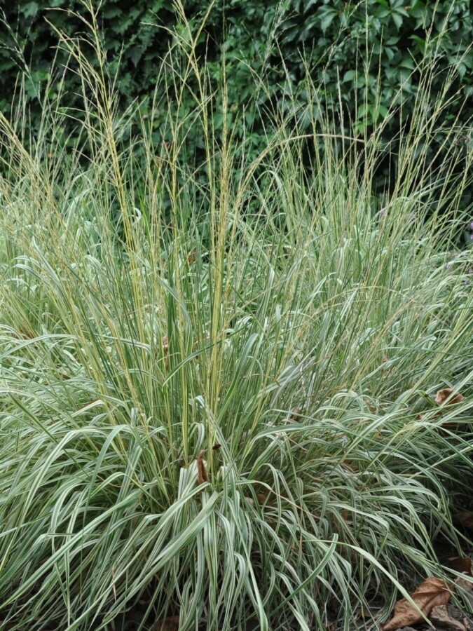 Pluimstruisriet Calamagrostis acutiflora 'Overdam' 5-10 Pot P9 Calamagrostis acutiflora 'Overdam'