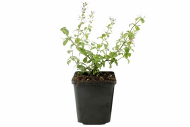 Calamintha nepeta ssp nepeta