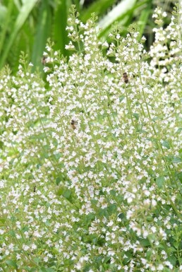 Calamintha nepeta ssp nepeta