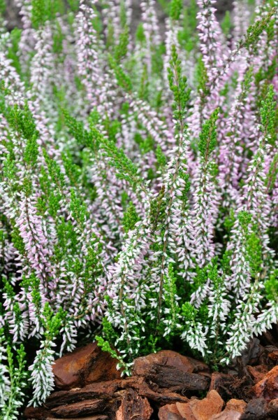 Zomerheide Calluna vulgaris Gardengirls 'Pink Angie' 5-10 Pot P9,5 Calluna vulgaris Gardengirls 'Pink Angie'
