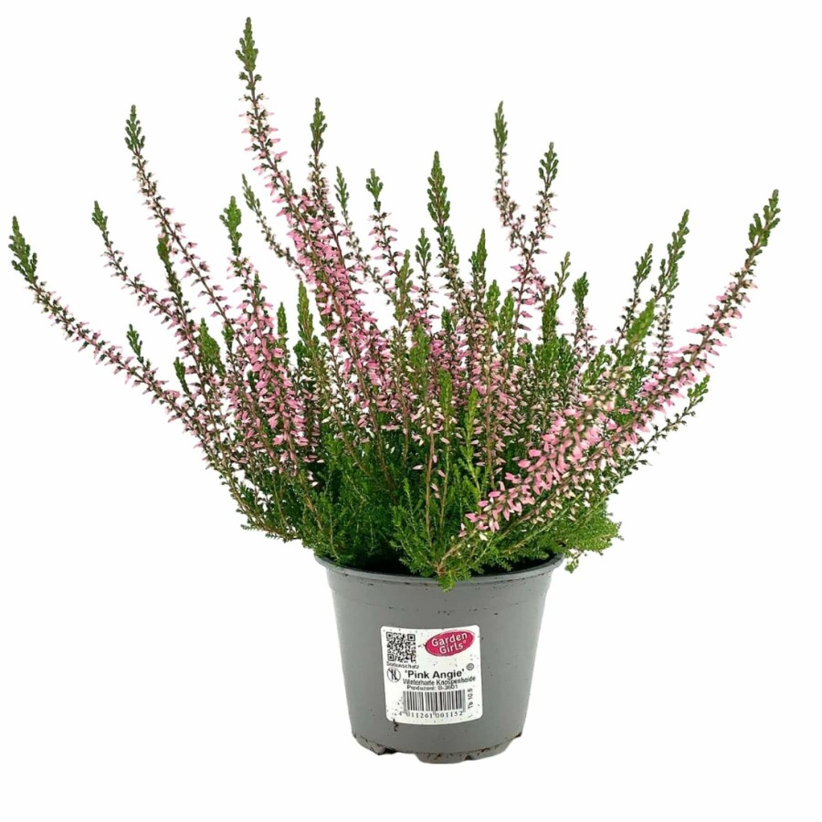 Zomerheide Calluna vulgaris Gardengirls 'Pink Angie' 5-10 Pot P9,5 Calluna vulgaris Gardengirls 'Pink Angie'