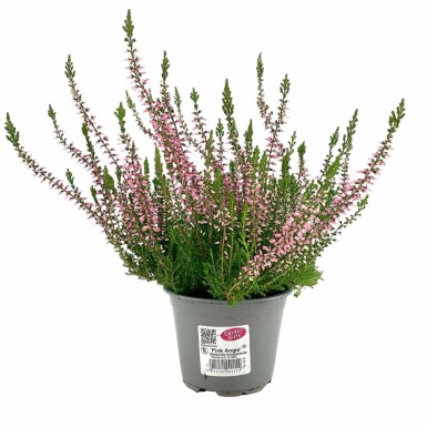 Zomerheide Calluna vulgaris Gardengirls 'Pink Angie' 5-10 Pot P9,5 Calluna vulgaris Gardengirls 'Pink Angie'