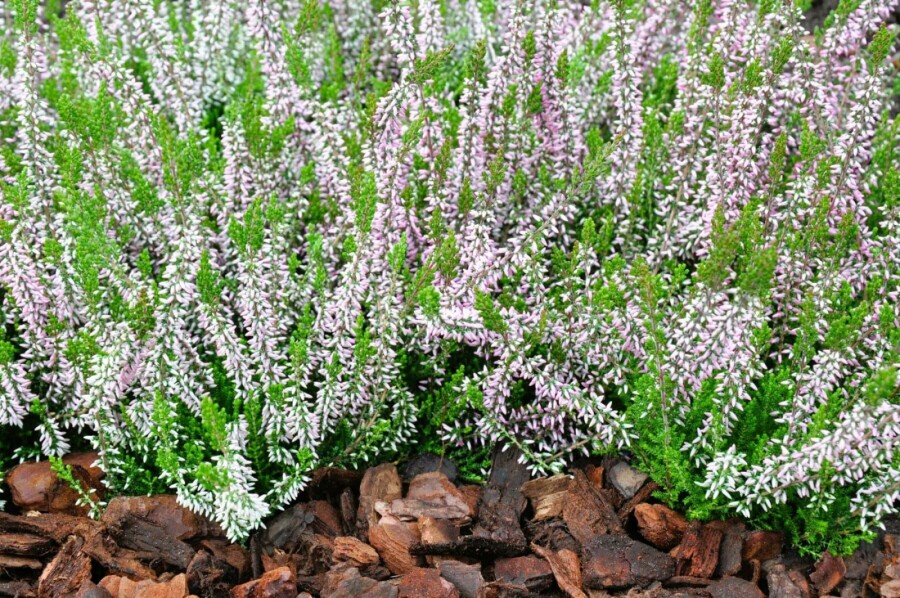 Zomerheide Calluna vulgaris Gardengirls 'Pink Angie' 5-10 Pot P9,5 Calluna vulgaris Gardengirls 'Pink Angie'