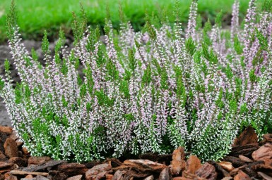 Zomerheide Calluna vulgaris Gardengirls 'Pink Angie' 5-10 Pot P9,5 Calluna vulgaris Gardengirls 'Pink Angie'