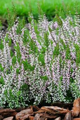 Zomerheide Calluna vulgaris Gardengirls 'Pink Angie' 5-10 Pot P9,5 Calluna vulgaris Gardengirls 'Pink Angie'