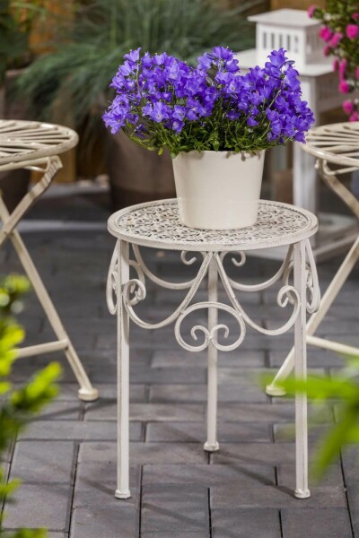 Karpatenklokje Campanula carpatica 5-10 Pot P9 Campanula carpatica