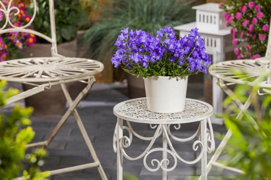 Karpatenklokje Campanula carpatica 5-10 Pot P9 Campanula carpatica