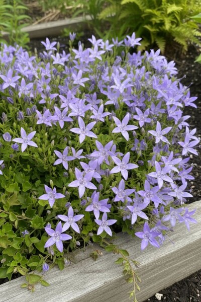 Klokjesbloem Campanula garganica 'Major' 5-10 Pot P9 Campanula garganica 'Major'