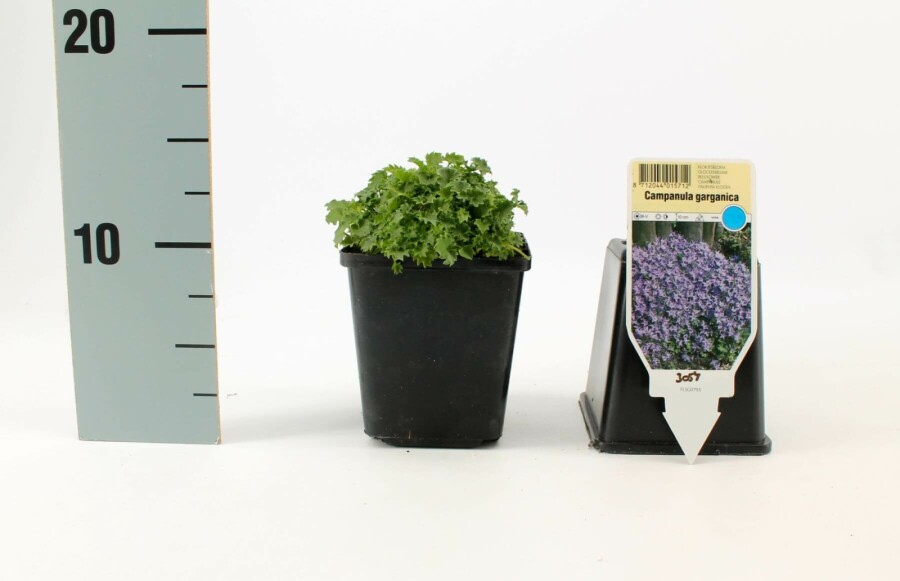 Klokjesbloem Campanula garganica 'Major' 5-10 Pot P9 Campanula garganica 'Major'