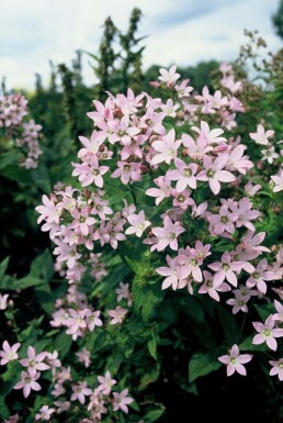 Klokjesbloem Campanula lactiflora 'Loddon Anna' 5-10 Pot P9