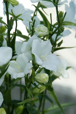 Perzikbladklokje Campanula persicifolia 'Alba' 5-10 Pot P9