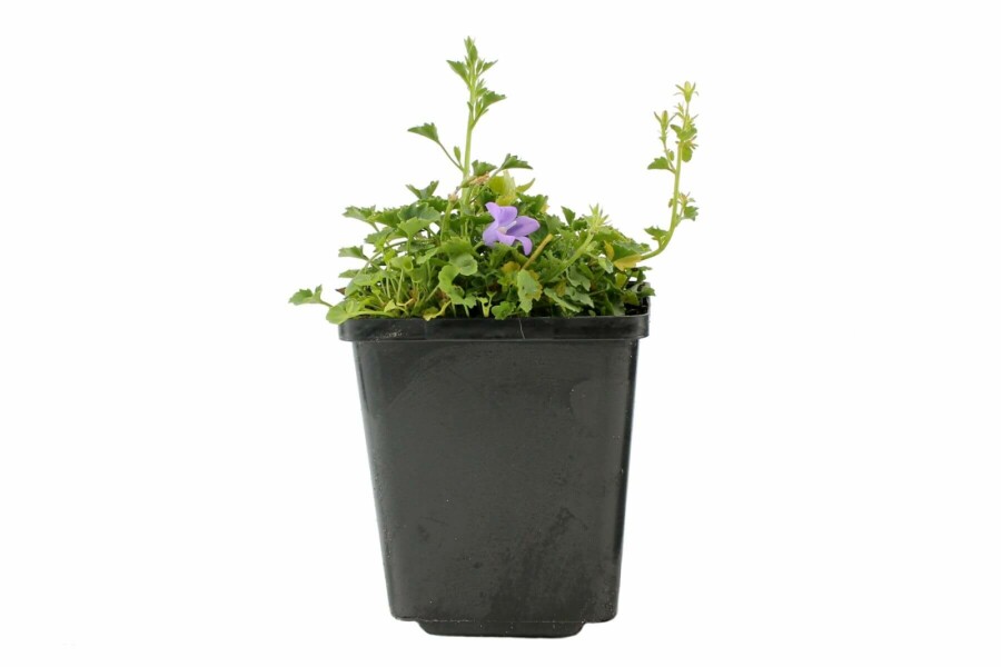 Klokjesbloem Campanula portenschlagiana 5-10 Pot P9 Campanula portenschlagiana