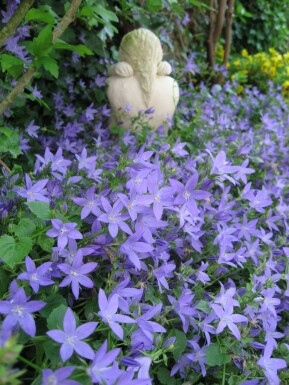 Klokjesbloem Campanula portenschlagiana 5-10 Pot P9 Campanula portenschlagiana