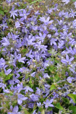 Klokjesbloem Campanula poscharskyana 5-10 Pot P9