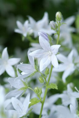 Klokjesbloem Campanula poscharskyana 'E.H. Frost' 5-10 Pot P9