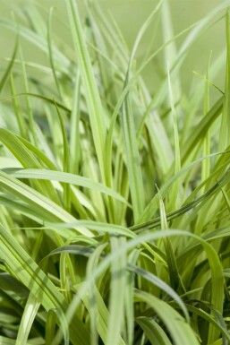 Zegge Carex caryophyllea 'The Beatles' 5-10 Pot P9 Carex caryophyllea 'The Beatles'