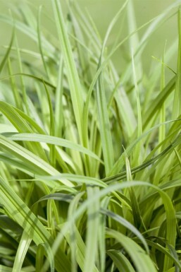 Zegge Carex caryophyllea 'The Beatles' 5-10 Pot P9