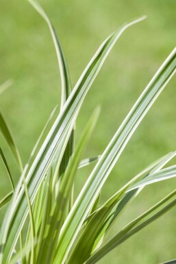 Zegge Carex caryophyllea 'The Beatles' 5-10 Pot P9 Carex caryophyllea 'The Beatles'