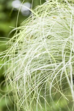 Carex comans 'Frosted Curls'