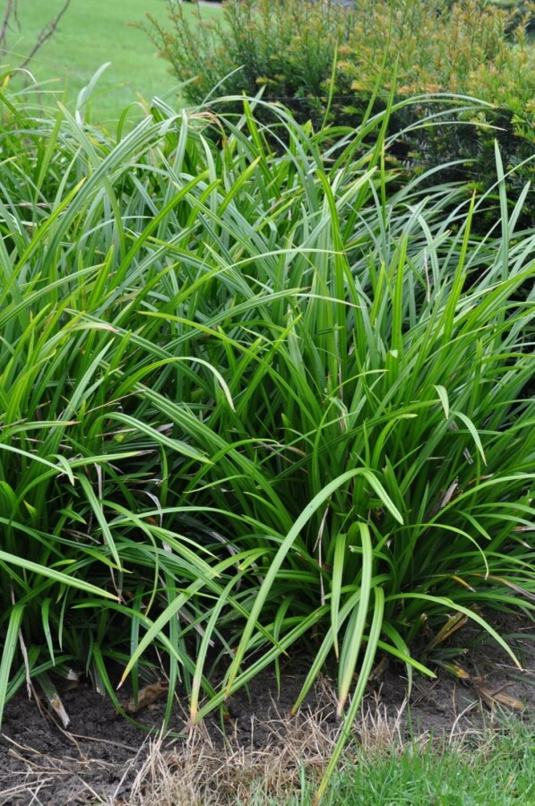 Zegge Carex foliosissima 'Irish Green' 10-15 Pot C2 Carex foliosissima 'Irish Green'