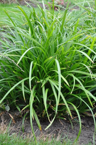Zegge Carex foliosissima 'Irish Green' 5-10 Pot P9 Carex foliosissima 'Irish Green'