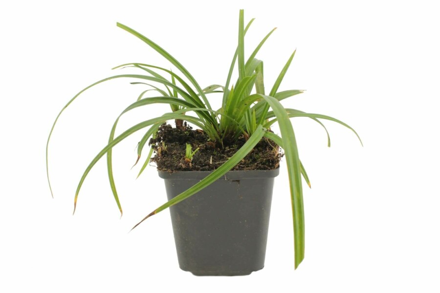 Zegge Carex foliosissima 'Irish Green' 5-10 Pot P9 Carex foliosissima 'Irish Green'