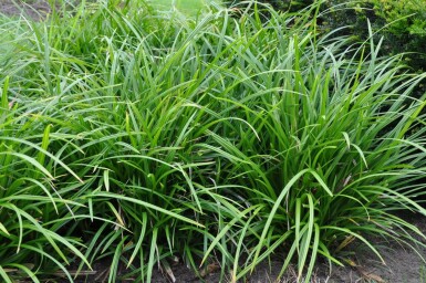 Zegge Carex foliosissima 'Irish Green' 5-10 Pot P9 Carex foliosissima 'Irish Green'