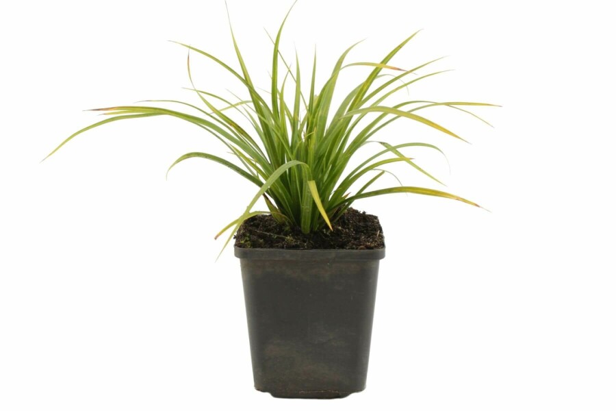 Zegge Carex morrowii 5-10 Pot P9 Carex morrowii