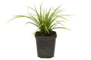 Zegge Carex morrowii 5-10 Pot P9 Carex morrowii
