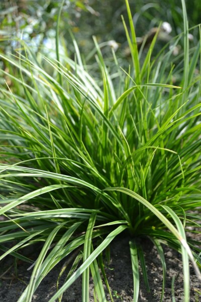 Zegge Carex morrowii 'Variegata' 5-10 Pot P9 Carex morrowii 'Variegata'