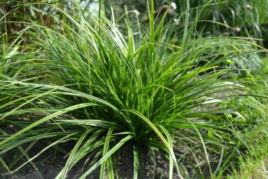 Zegge Carex morrowii 'Variegata' 5-10 Pot P9 Carex morrowii 'Variegata'