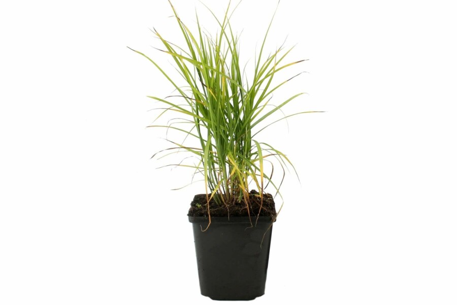 Palmzegge Carex muskingumensis 5-10 Pot P9 Carex muskingumensis