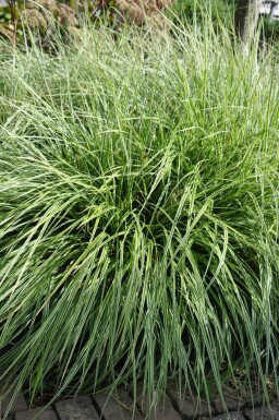 Bonte zegge Carex ornithopoda 'Silver Sceptre' 5-10 Pot P9 Carex ornithopoda 'Silver Sceptre'