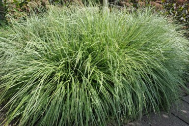 Bonte zegge Carex ornithopoda 'Silver Sceptre' 5-10 Pot P9 Carex ornithopoda 'Silver Sceptre'