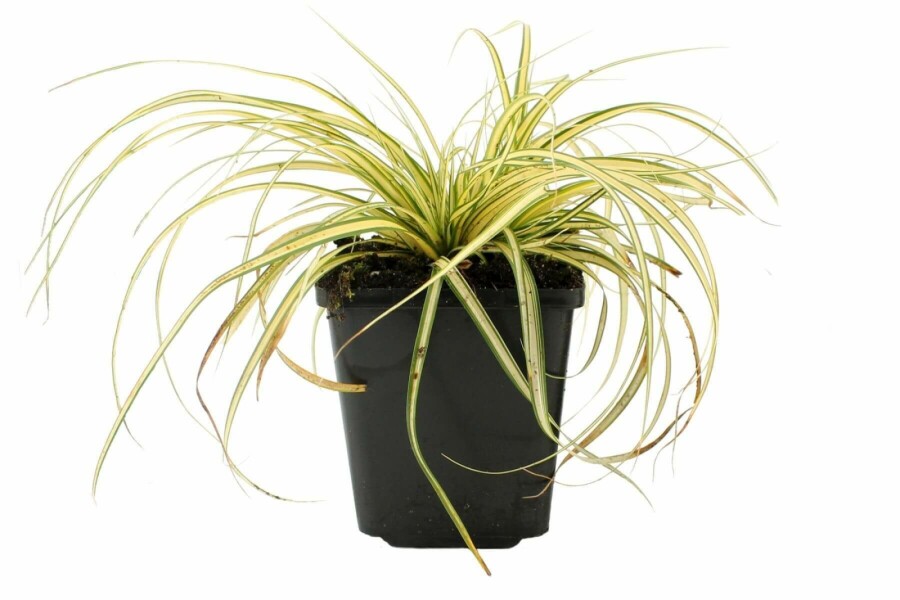 Zegge Carex oshimensis 'Evergold' 5-10 Pot P9 Carex oshimensis 'Evergold'