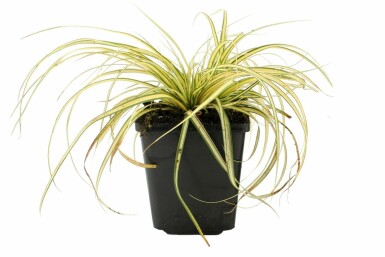 Zegge Carex oshimensis 'Evergold' 5-10 Pot P9 Carex oshimensis 'Evergold'