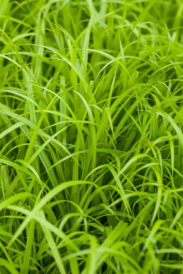 Hangende zegge Carex pendula 5-10 Pot P9 Carex pendula