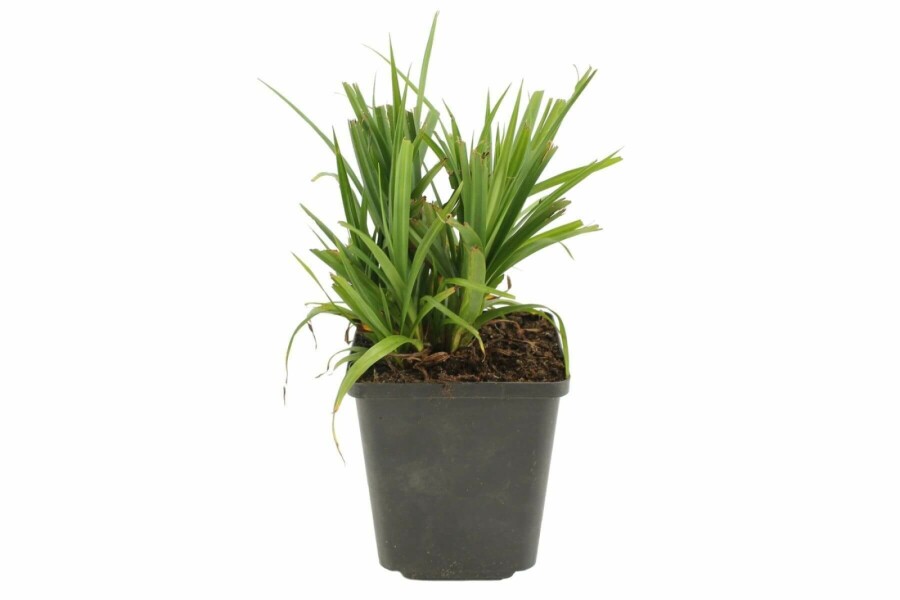 Hangende zegge Carex pendula 5-10 Pot P9 Carex pendula