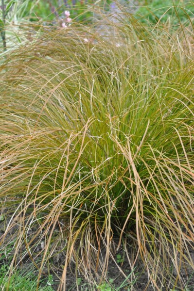 Oranjezegge Carex testacea 'Prairie Fire' 10-15 Pot C2 Carex testacea 'Prairie Fire'