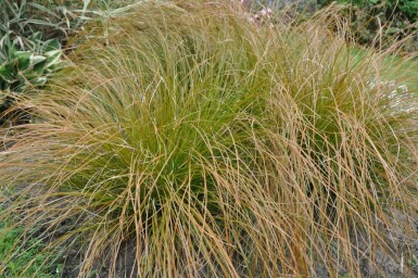 Oranjezegge Carex testacea 'Prairie Fire' 10-15 Pot C2 Carex testacea 'Prairie Fire'